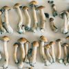 Buy psychedelic mushrooms near me