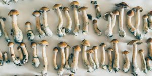 Buy psychedelic mushrooms near me