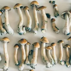 Buy psychedelic mushrooms near me