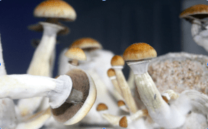 Blue Meanies vs Golden Teachers Mushrooms