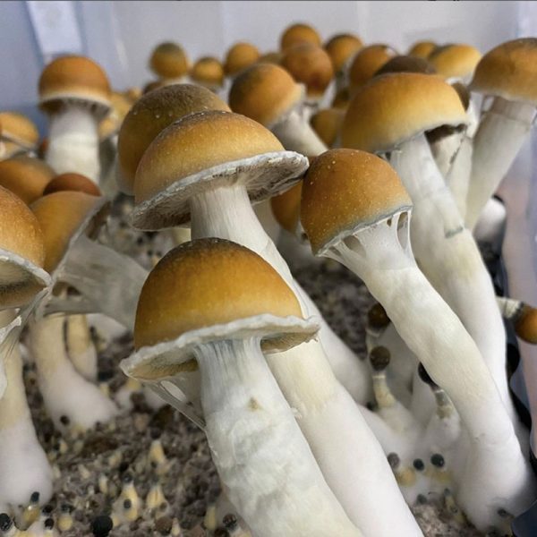 Blue meanies mushrooms