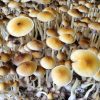 Blue Meanies mushrooms