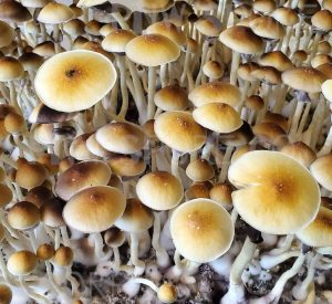 Blue Meanies vs Golden Teachers Mushrooms