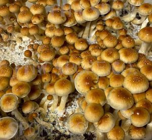 Golden Teacher mushrooms are a popular strain of Psilocybe cubensis, a species of magic mushrooms known for their psychedelic properties. They are easily recognized by their distinct golden caps with specks of yellow, wide caps, and robust stems. This strain is particularly favored among users for its moderate potency and spiritual effects, making it an excellent choice for both beginners and experienced psychonauts. Origins and Name Golden Teacher Mushrooms