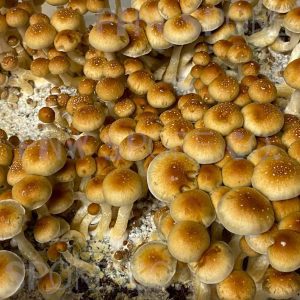 Golden Teacher mushrooms are a popular strain of Psilocybe cubensis, a species of magic mushrooms known for their psychedelic properties. They are easily recognized by their distinct golden caps with specks of yellow, wide caps, and robust stems. This strain is particularly favored among users for its moderate potency and spiritual effects, making it an excellent choice for both beginners and experienced psychonauts. Origins and Name Golden Teacher Mushrooms