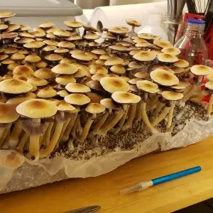 Golden Teacher Mushrooms