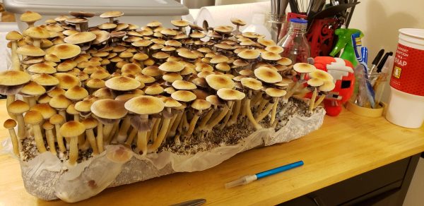 Golden Teacher Mushrooms