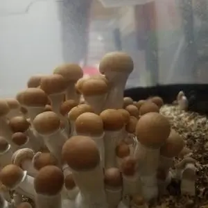 Malabar Coast Mushrooms