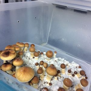 Malabar Coast Mushrooms