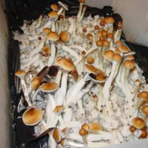 Penis Envy Mushrooms for sale near me