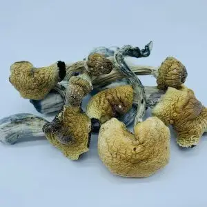 Tri-colour Ecuadorian Mushrooms