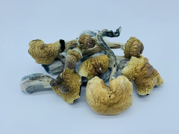 Tri-colour Ecuadorian Mushrooms