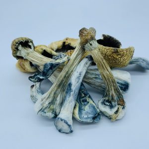 Tri-colour Ecuadorian Mushrooms
