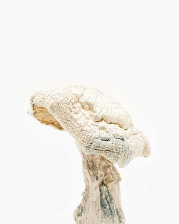Avery albino mushrooms