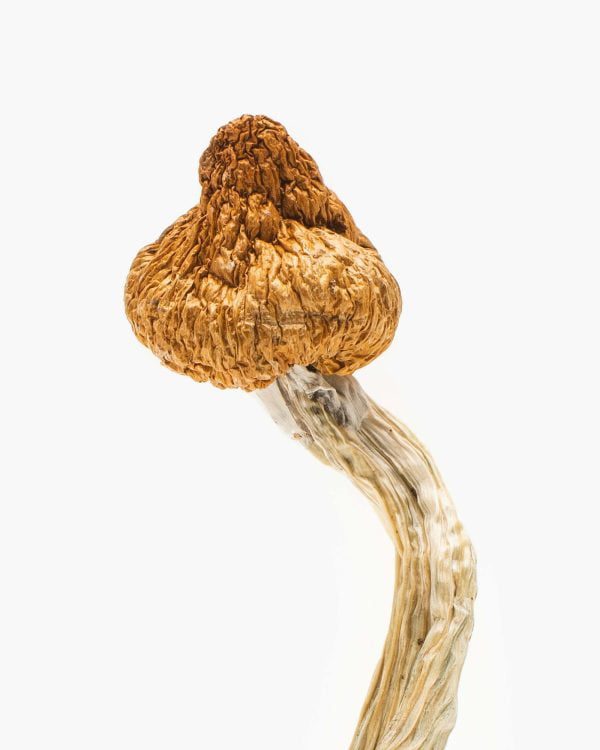 Cloud Walker Mushrooms