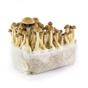 Mazatapec Mushrooms