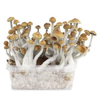 mazatapec mushroom growing