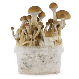 mckennaii mushroom spores