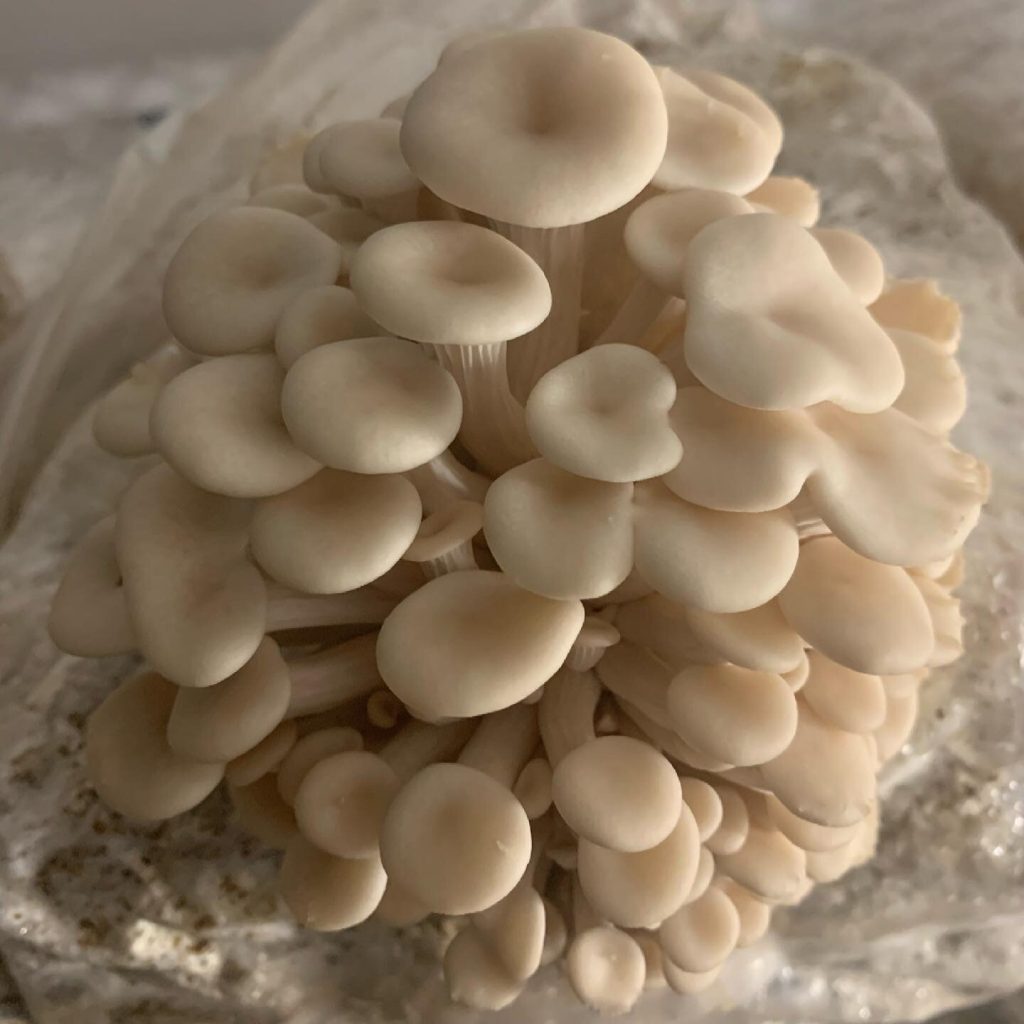 Cloud Walker Mushrooms