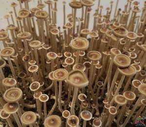 Buy Philosopher stone magic mushrooms