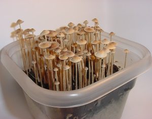 Buy Philosopher stone magic mushrooms