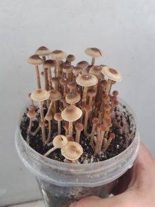 Buy Philosopher stone magic mushrooms